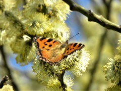 Nymphalis polychloros