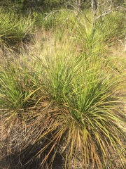 Nolineae