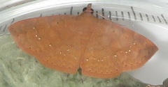 Corgatha wojtusiaki