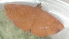 Corgatha wojtusiaki
