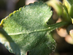 Viola hirta