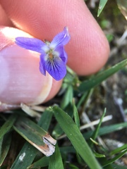 Viola hirta