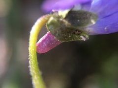 Viola hirta