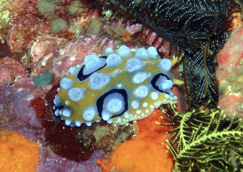 Ocellate Phyllidia — seen at this dive site