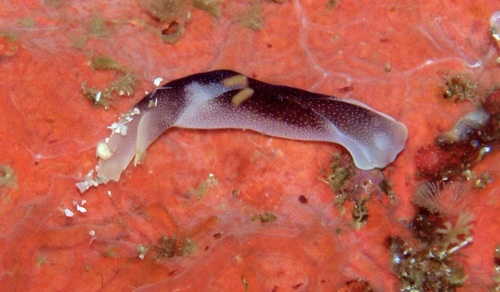 Lovely Headshield Slug — seen at this dive site
