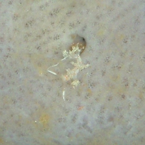 Cratena simba — seen at this dive site