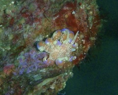 Phyllodesmium poindimiei