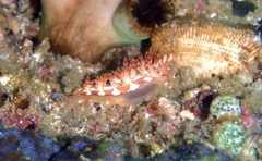 Coryphella