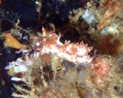 Coryphella