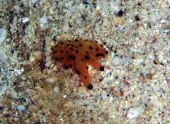 Thecacera