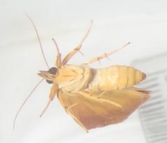 Corgatha wojtusiaki