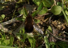 Bombylius discolor