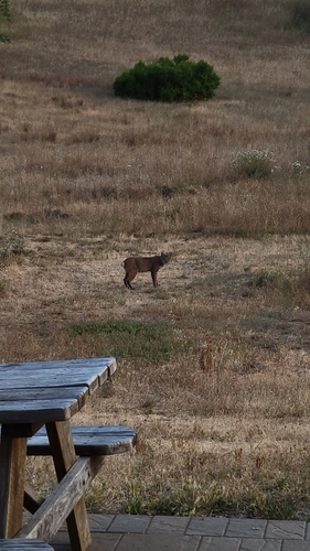 iNaturalist observation photo of Bobcat