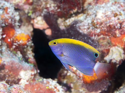 Whitetail damsel (Pomacentrus chrysurus) — Pomacentridae — 2