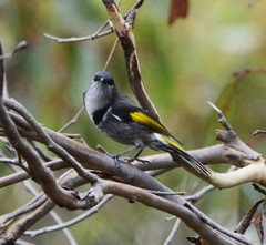Crescent Honeyeater photo 4