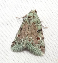 Maliattha concinnimacula