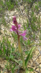 Orchis anatolica