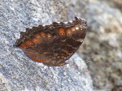 Precis octavia octavia