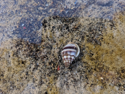 Nassarius stolatus
