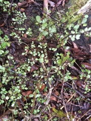 Neomyrtus pedunculata