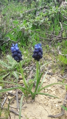 Muscari