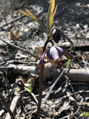 Helleborus purpurascens