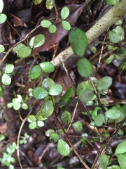 Neomyrtus pedunculata