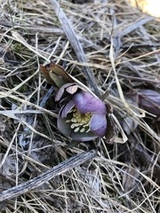 Helleborus purpurascens