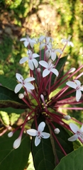 Clerodendrum quadriloculare