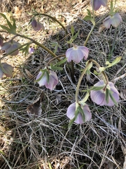 Helleborus purpurascens