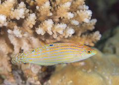 Adorned Wrasse photo 2