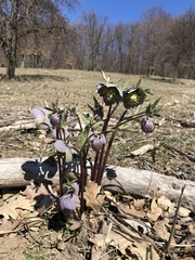 Helleborus purpurascens