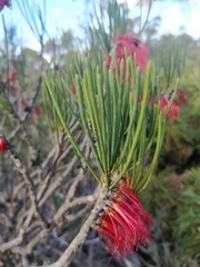 Melaleuca alilateralis