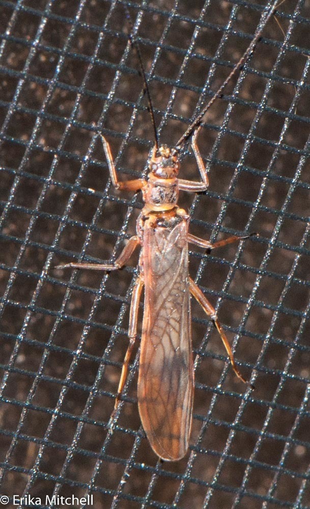 Bolotoperla