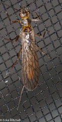 Perlodidae
