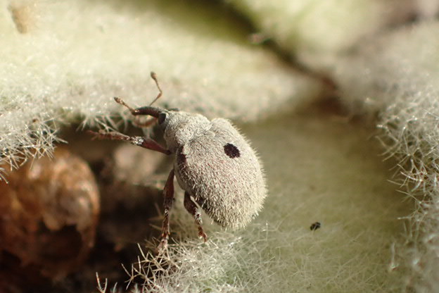 Cionus olens
