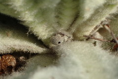Cionus olens