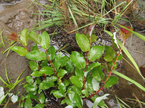 Salix cardiophylla iNat (3)