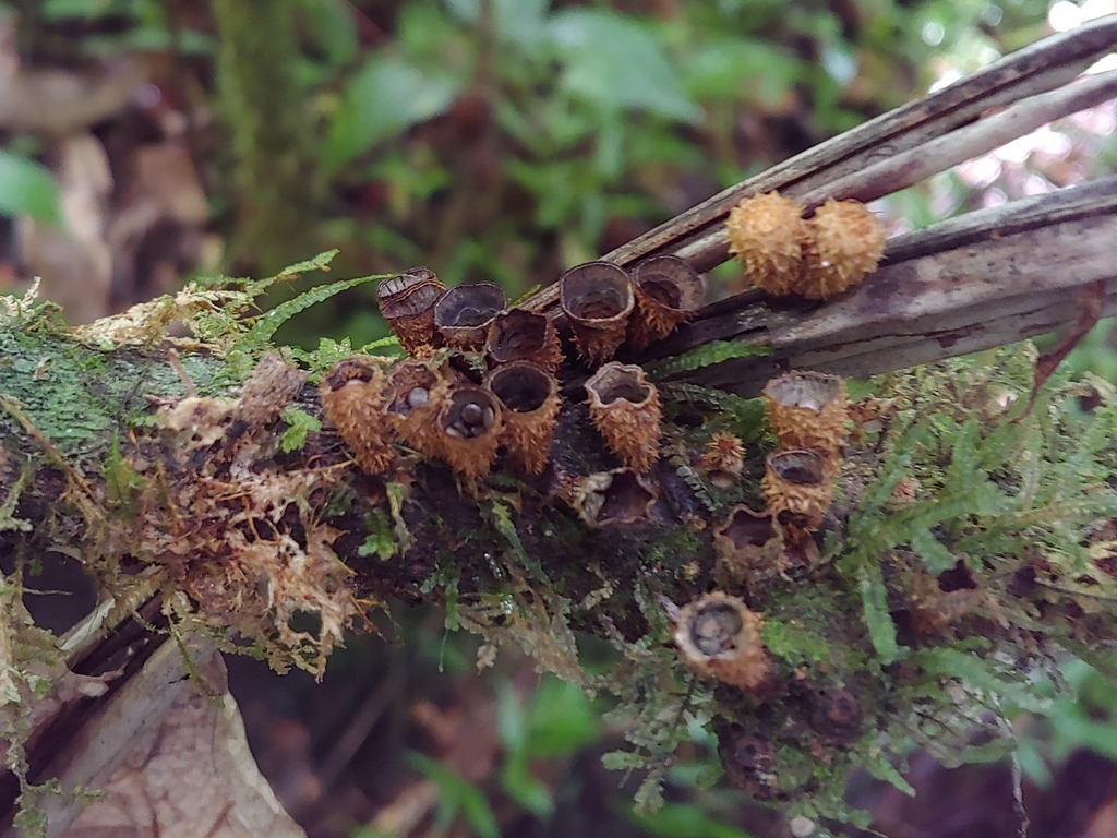 Cyathus microsporus
