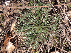Artemisia campestris caudata
