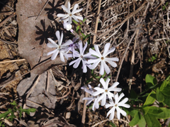 Phlox bifida