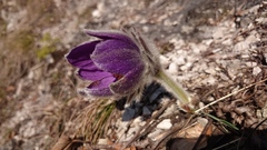 Pulsatilla slavica