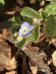 Veronica hederifolia
