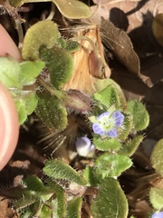 Veronica hederifolia