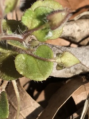 Veronica hederifolia