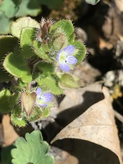 Veronica hederifolia