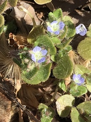 Veronica hederifolia