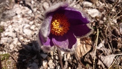 Pulsatilla slavica