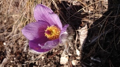 Pulsatilla slavica
