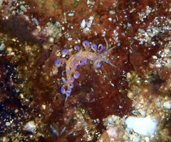 Phyllodesmium poindimiei